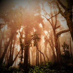 playlist - Deep dub, minimal forests